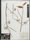 Foto von Salix pentandra L.